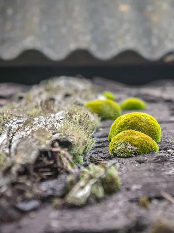 Mousses et lichens présents sur une couverture
