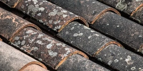 Toiture en tuiles avec des mousses et lichens, sans personne ni outil